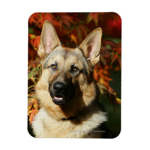German Shepherd Autumn Leaves Magnet