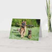 German Shepherd Birthday