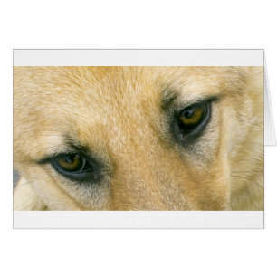 german-shepherd-black and cream eyes