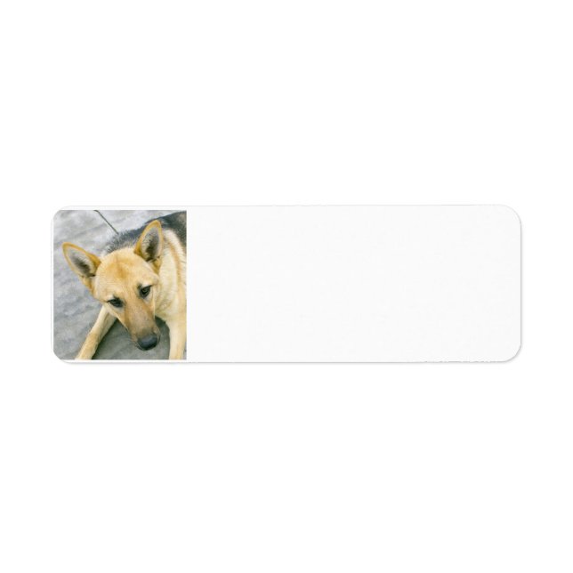 german-shepherd-black and cream return address label (Front)