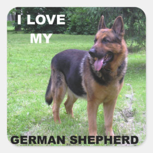 German Shepherd Black and Tan Love with Picture Square Sticker