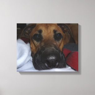 German Shepherd/ Boxer Mix closeup Canvas Print