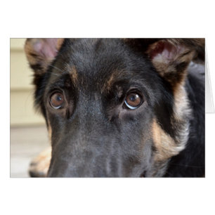 German Shepherd by Shirley Taylor