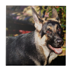 German Shepherd by Shirley Taylor Ceramic Tile