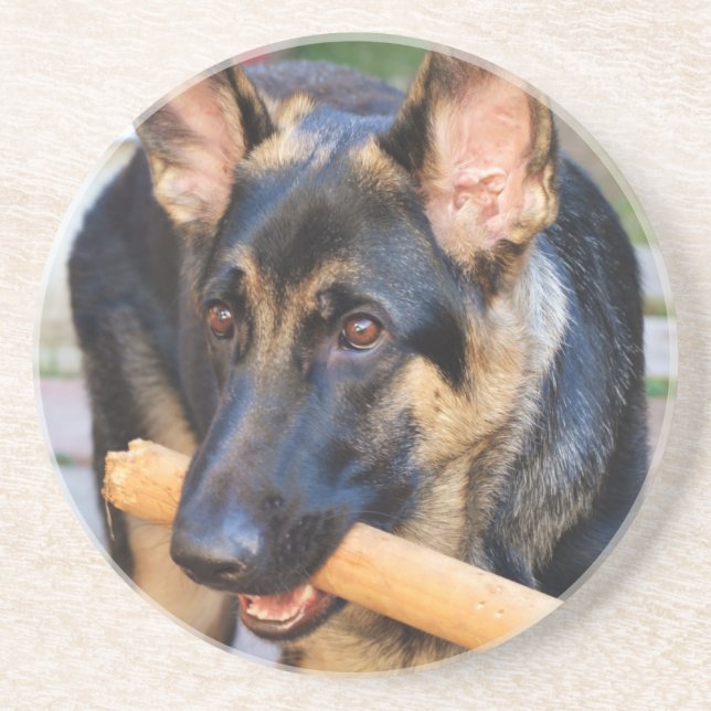 German Shepherd by Shirley Taylor Coaster (Front)