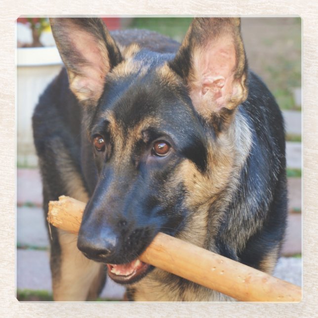 German Shepherd by Shirley Taylor Glass Coaster (Front)