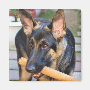 German Shepherd by Shirley Taylor Magnet