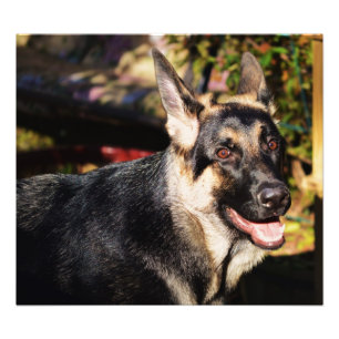 German Shepherd by Shirley Taylor Photo Print