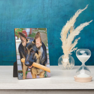 German Shepherd by Shirley Taylor Plaque