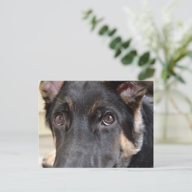 German Shepherd by Shirley Taylor Postcard (Standing Front)