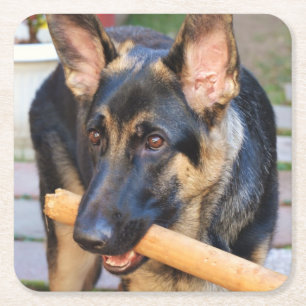 German Shepherd by Shirley Taylor Square Paper Coaster