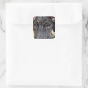 German Shepherd by Shirley Taylor Square Sticker