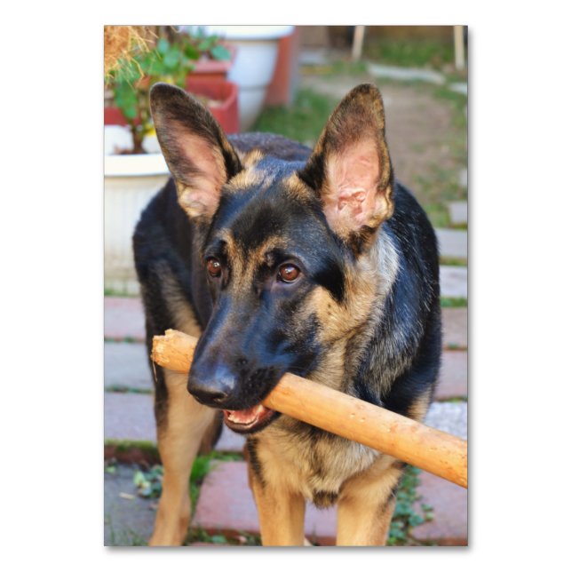 German Shepherd by Shirley Taylor Table Number (Front)