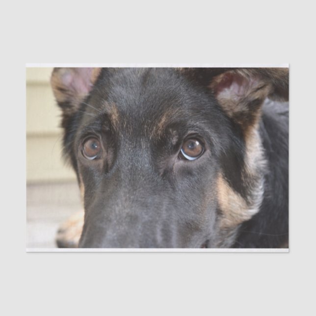 German Shepherd by Shirley Taylor Tissue Paper (Front)