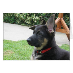 German Shepherd Card