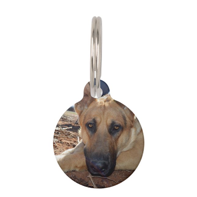 German Shepherd Cat Naps, Dog Tag (Front)