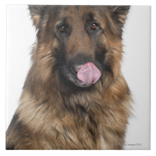German Shepherd Ceramic Tile