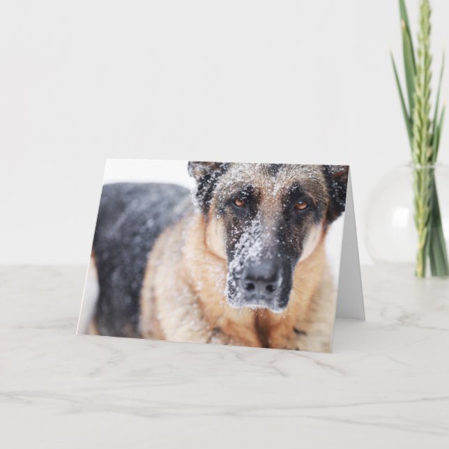 German Shepherd Closeup Covered In Snow Card (Front)