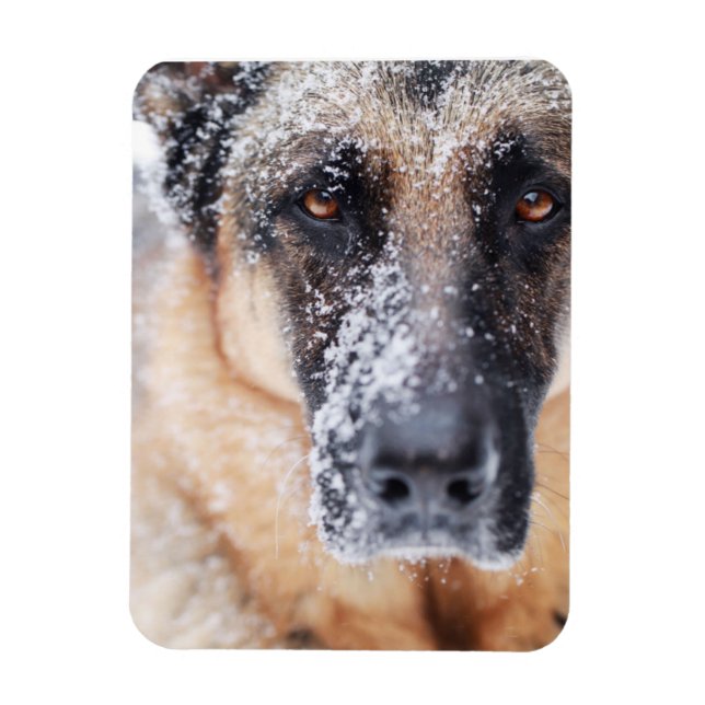 German Shepherd Closeup Covered In Snow Magnet (Vertical)