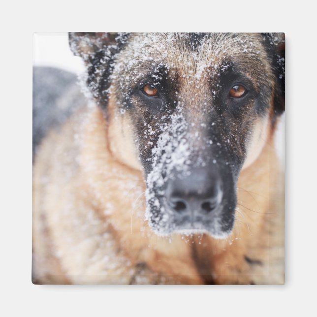 German Shepherd Closeup Covered In Snow Magnet (Front)