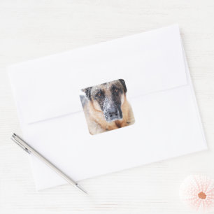 German Shepherd Closeup Covered In Snow Square Sticker