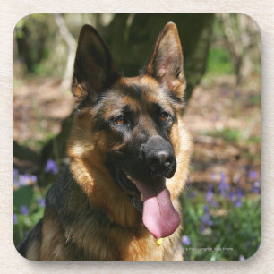 German Shepherd Coaster