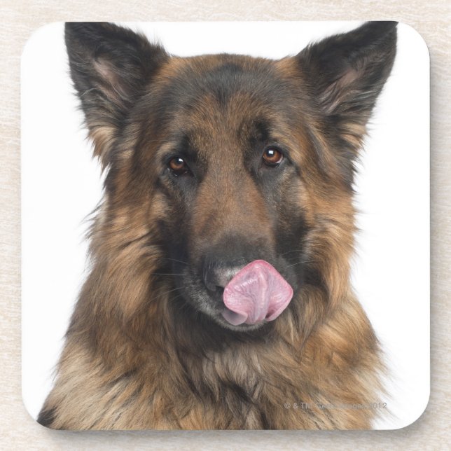 German Shepherd Coaster (Front)