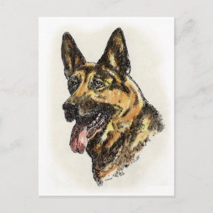 German Shepherd Colour Postcard