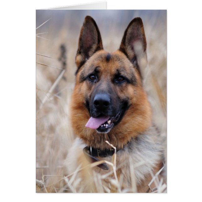 German Shepherd Dog (Front)