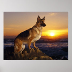 German Shepherd dog, Alsatian, at sunset Poster