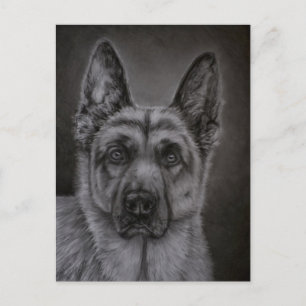 German Shepherd Dog Art - Noble Postcard