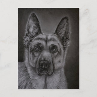 German Shepherd Dog Art - Noble Postcard