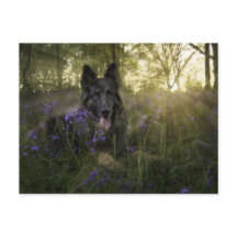 German shepherd dog at sprintime