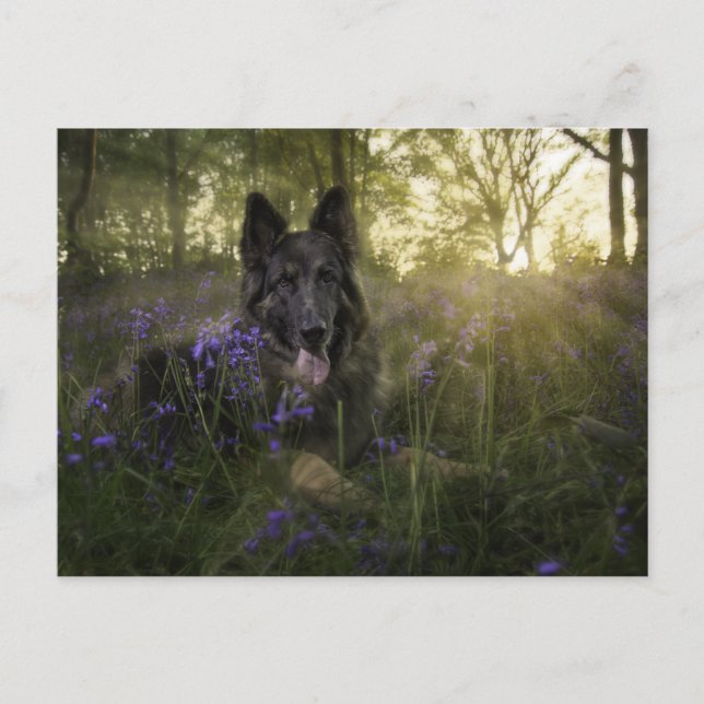 German shepherd dog at sprintime postcard (Front)