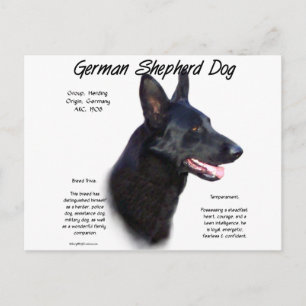 German Shepherd Dog (blk) History Design Postcard