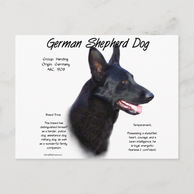German Shepherd Dog (blk) History Design Postcard (Front)