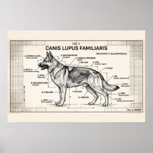 German Shepherd Dog Blueprint Poster