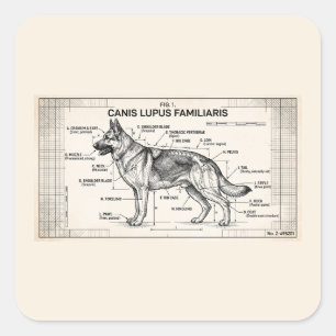 German Shepherd Dog Blueprint Square Sticker
