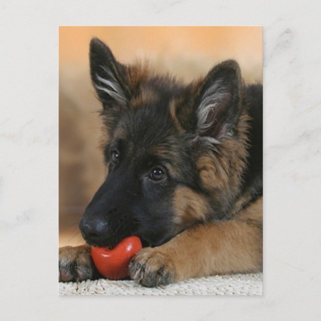 German Shepherd Dog Design Postcard (Front)