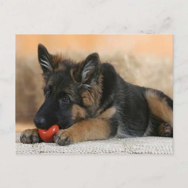 German Shepherd Dog Design Postcard (Front)