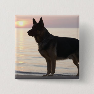 German Shepherd dog on Georgian Bay, Ontario, 15 Cm Square Badge