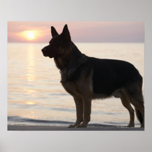 German Shepherd dog on Georgian Bay, Ontario, Poster