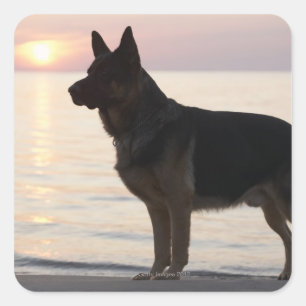 German Shepherd dog on Georgian Bay, Ontario, Square Sticker