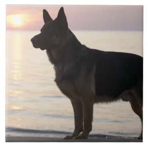 German Shepherd dog on Georgian Bay, Ontario, Tile