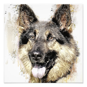 German Shepherd Dog photo Enlargement Print