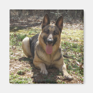 German Shepherd Dog Picture Magnet