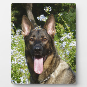 German Shepherd Dog Plaque