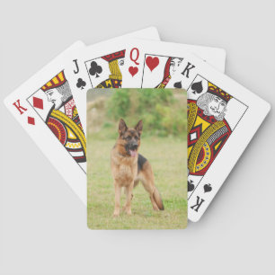 German shepherd dog playing cards
