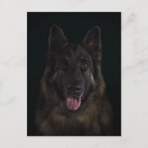 German shepherd dog portrait postcard