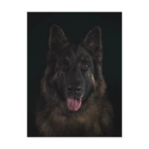German shepherd dog portrait